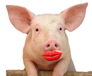 pig with lipstick